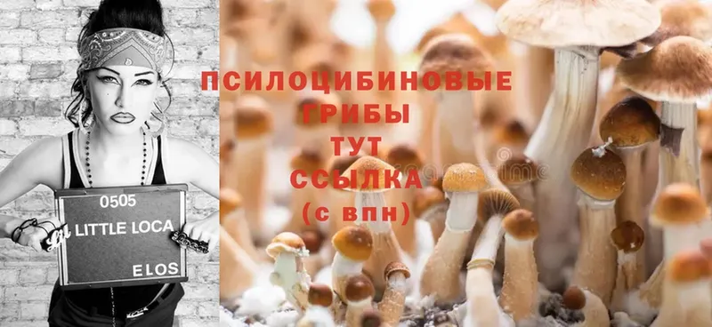 Псилоцибиновые грибы Cubensis  Всеволожск 